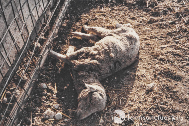 Farm Sanctuary (CC BY-NC-ND 2.0)